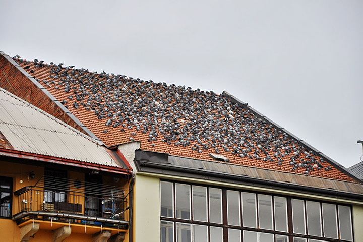 A2B Pest Control are able to install spikes to deter birds from roofs in Bedworth. 