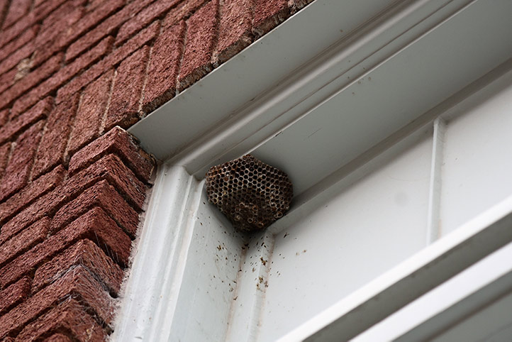 We provide a wasp nest removal service for domestic and commercial properties in Bedworth.